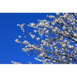 Çiçek - duvar posteri çiçek 72548596