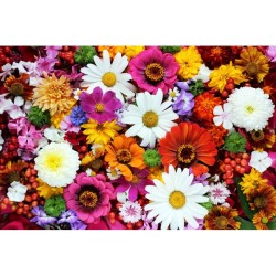 Çiçek - duvar posteri çiçek A103-012