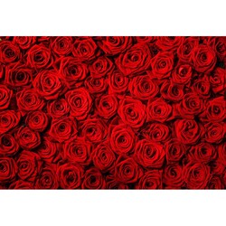 Çiçek - duvar posteri çiçek G 5466