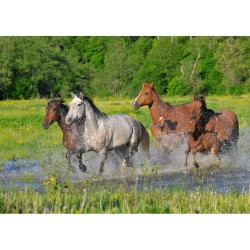 Hayvanlar - duvar posteri hayvanlar A107-007