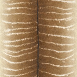 Rasch African Queen 5 m² - İthal Duvar Kağıdı African Queen II 473520