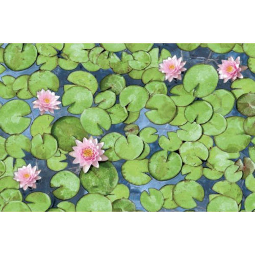 Yapışkanlı Folyo Alkor 280-0001 Water Lily