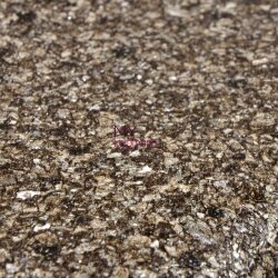 Yerli Duvar Kağıdı Roka 23110-4 - 2